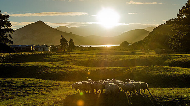 Bloomberg (США): У супербогатых из Силиконовой долины есть план побега на случай Судного дня