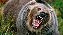 Медведь напал на группу туристов в Красноярском крае