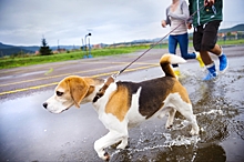 Кинолог посоветовал не настойчиво гулять с собаками в дождь
