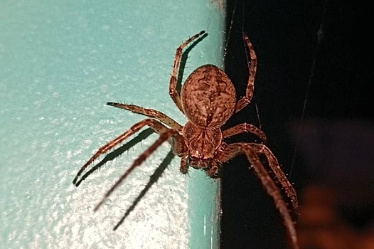 Огромных пауков заметили жители нижегородского ЖК «Аквамарин» в квартирах