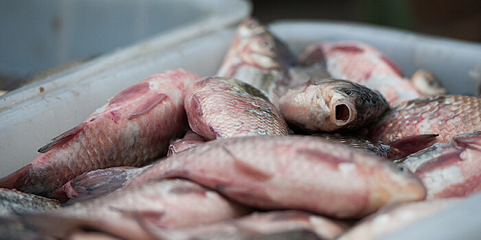 В Молдове разразился скандал из-за рыбы с червями, попавшей в детсад