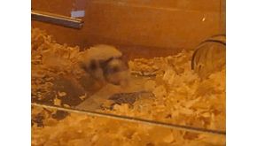 "Чистая раса" или "новый дивный мир" лабораторных мышей.