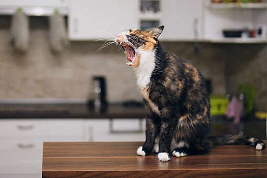 PNAS: за 8 тысяч лет дикие животные уменьшились в размерах, а домашние - выросли