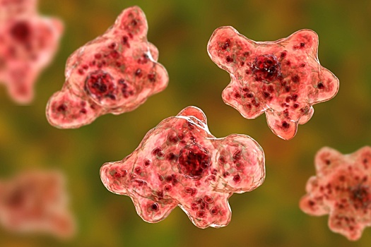 Роспотребнадзор: В России не выявлено случаев заражения "пожирающей мозг" амебой