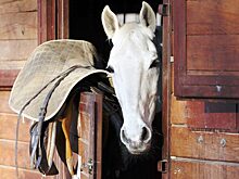 Лошади калужской конноспортивной школы останутся без сена