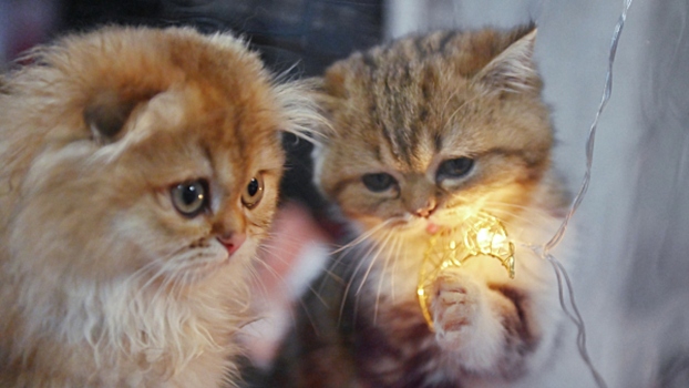 Как отпугнуть кошек и собак от гирлянды