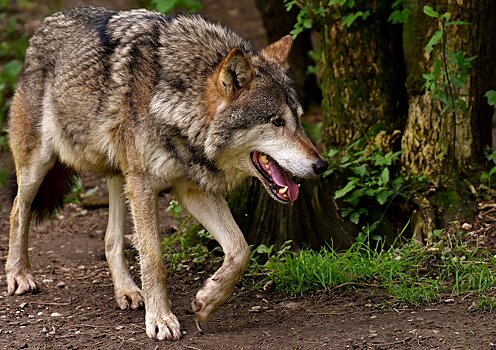 Хабаровчане опасаются пришедшего в город волка