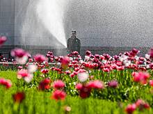 Москвичам рассказали, как правильно сажать тюльпаны