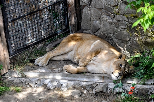 Львы до смерти растерзали белую львицу в приморском парке