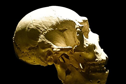 Выявлен вызвавший вымирание неандертальцев роковой ген