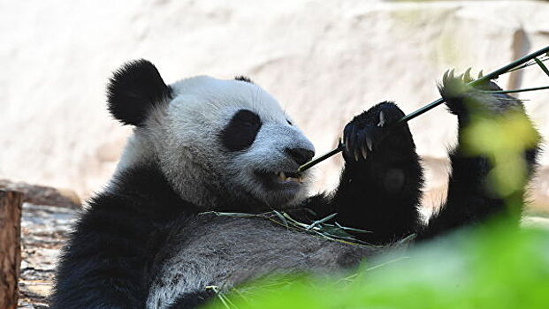 В Московском зоопарке панда Диндин спасается от внезапно вернувшейся жары