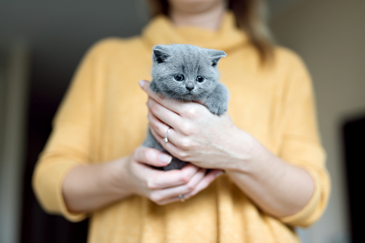 Названы самые популярные в России породы кошек
