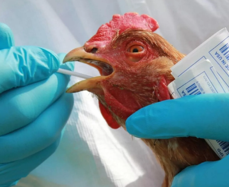 Из-за опасности распространения птичьего гриппа за саратовскими птицефабриками усилят контроль