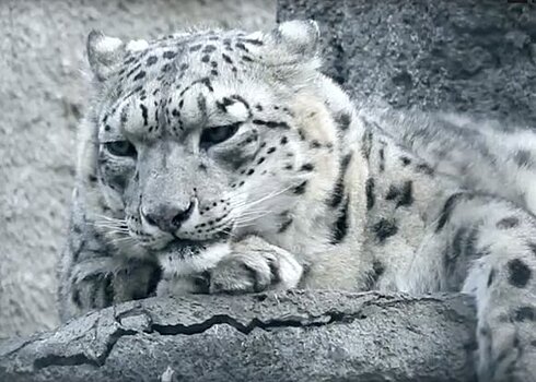 Снежный барс Аннет умерла в Московском зоопарке