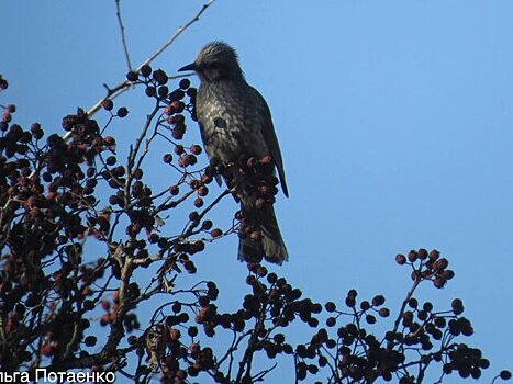 Редкий рыжеухий бюльбюль попал на камеру в парке "Земля леопарда" в Приморье