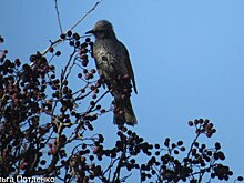 Редкий рыжеухий бюльбюль попал на камеру в парке "Земля леопарда" в Приморье