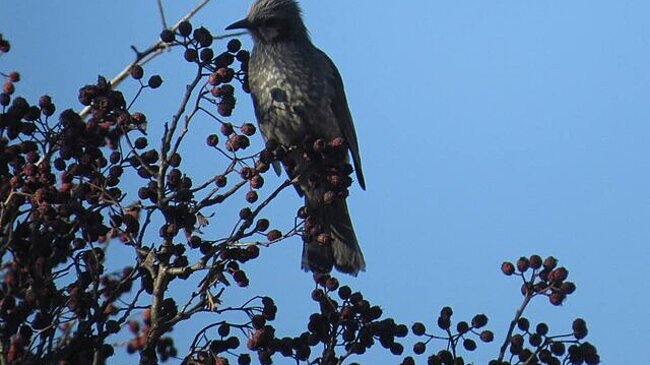 Редкий рыжеухий бюльбюль попал на камеру в парке "Земля леопарда" в Приморье