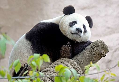 Здесь был «Летидор»: как живут панды в Московском зоопарке