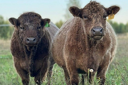 Паром "Амбал" привез в Калининградскую область уникальную породу коров