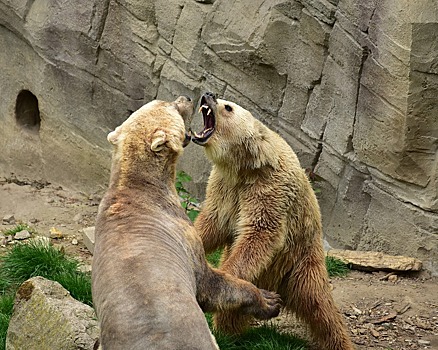 В Северной Америке началось массовое скрещивание белого медведя с гризли