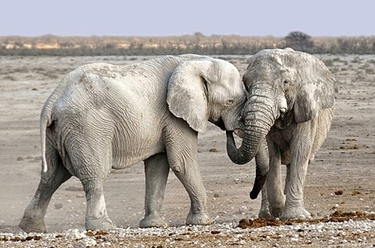 СМИ: в зоопарке Перми появятся слоны