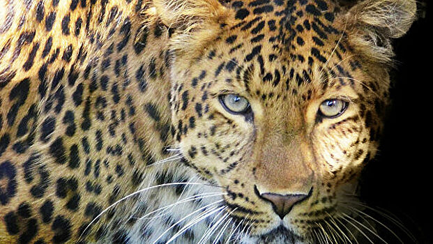 В Приморье в объектив фотоловушек попал новый леопард