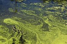 Гибель туристов объяснили воздействием ядовитых водорослей