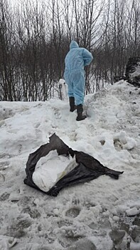 В Калуге продолжают находить подозрительные трупы свиней