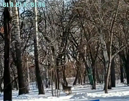 В Благовещенске в Первомайском парке очевидцы засняли на видео косулёнка