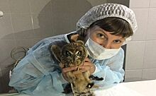 Совенка Киви от веревки спасли новосибирские ветеринары
