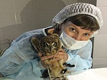 Совенка Киви от веревки спасли новосибирские ветеринары