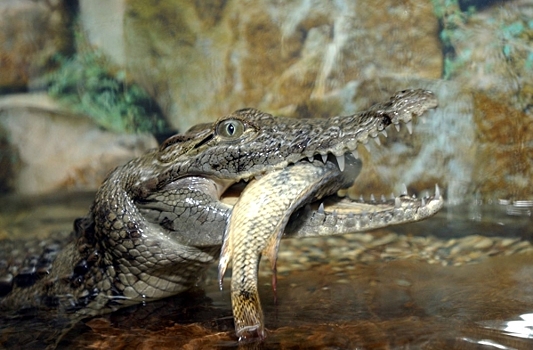 В краснодарских водоемах заметили крокодилов