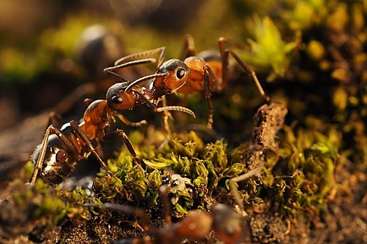 Как муравьи лечат друг друга