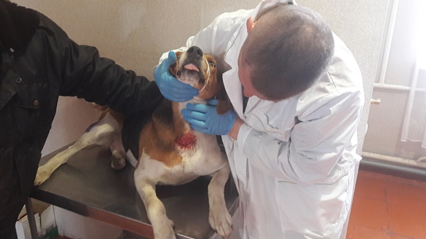 Балтайские врачи прооперировали собаку, раненную на охоте