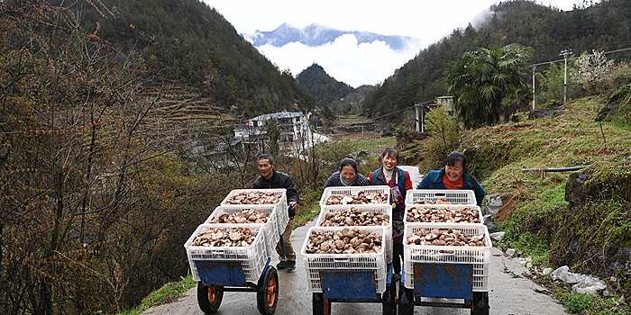 Грибы помогли поднять благосостояние фермеров из бедных горных районов Чунцина