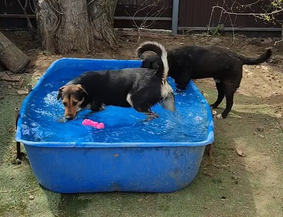 В саратовском приюте установят бассейны для купания собак