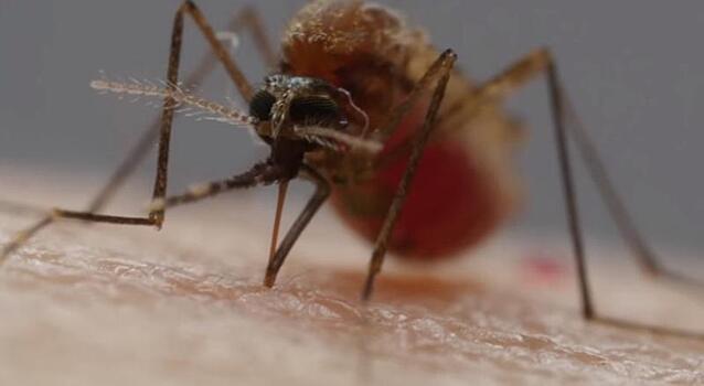 Зараженные комары помогли остановить распространение лихорадки Денге