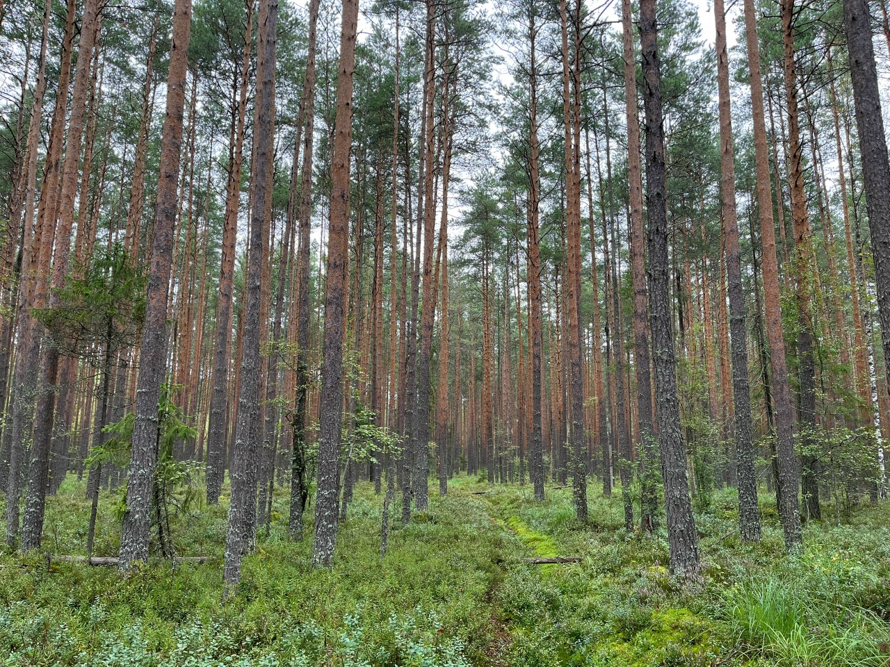 В костромском лесу официально разрешили строить многоэтажки