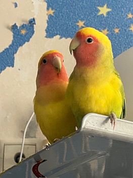 Хозяин неразлучной пары попугаев с Лескова ищет беглецов через соцсети