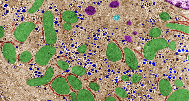 Ученые выяснили, как кислород помог сложной жизни появиться на Земле