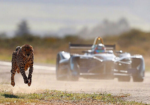 Видео: гонка электрического болида против гепарда