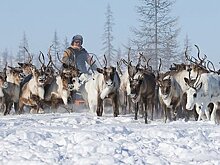 В российском регионе стартовал международный чемпионат по оленеводству
