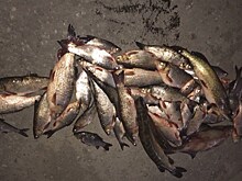 В Неманском районе сотрудники ГИБДД задержали браконьера