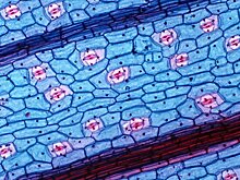Ученые узнали как стареют клетки