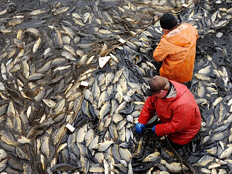 Отечественные рыболовы: на пути к низким ценам на семгу стоят браконьеры.