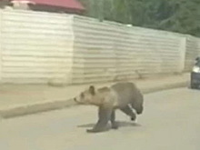 На озере Банном под Магнитогорском пытаются поймать медведя