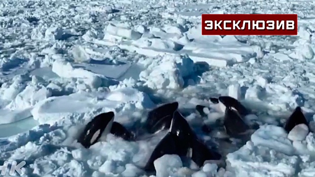 Ученый рассказал, как спасти застрявших во льду у Хоккайдо косаток