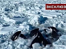 Ученый рассказал, как спасти застрявших во льду у Хоккайдо косаток