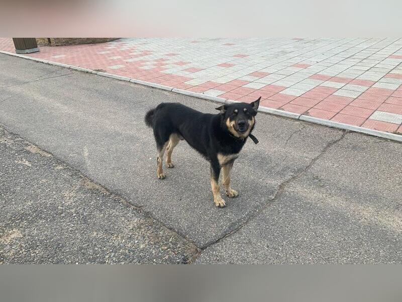 На отлов бездомных собак потратят 10 миллионов рублей