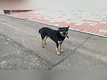 Стая собак терроризирует жителей Зенитки — прокуратура начала проверку